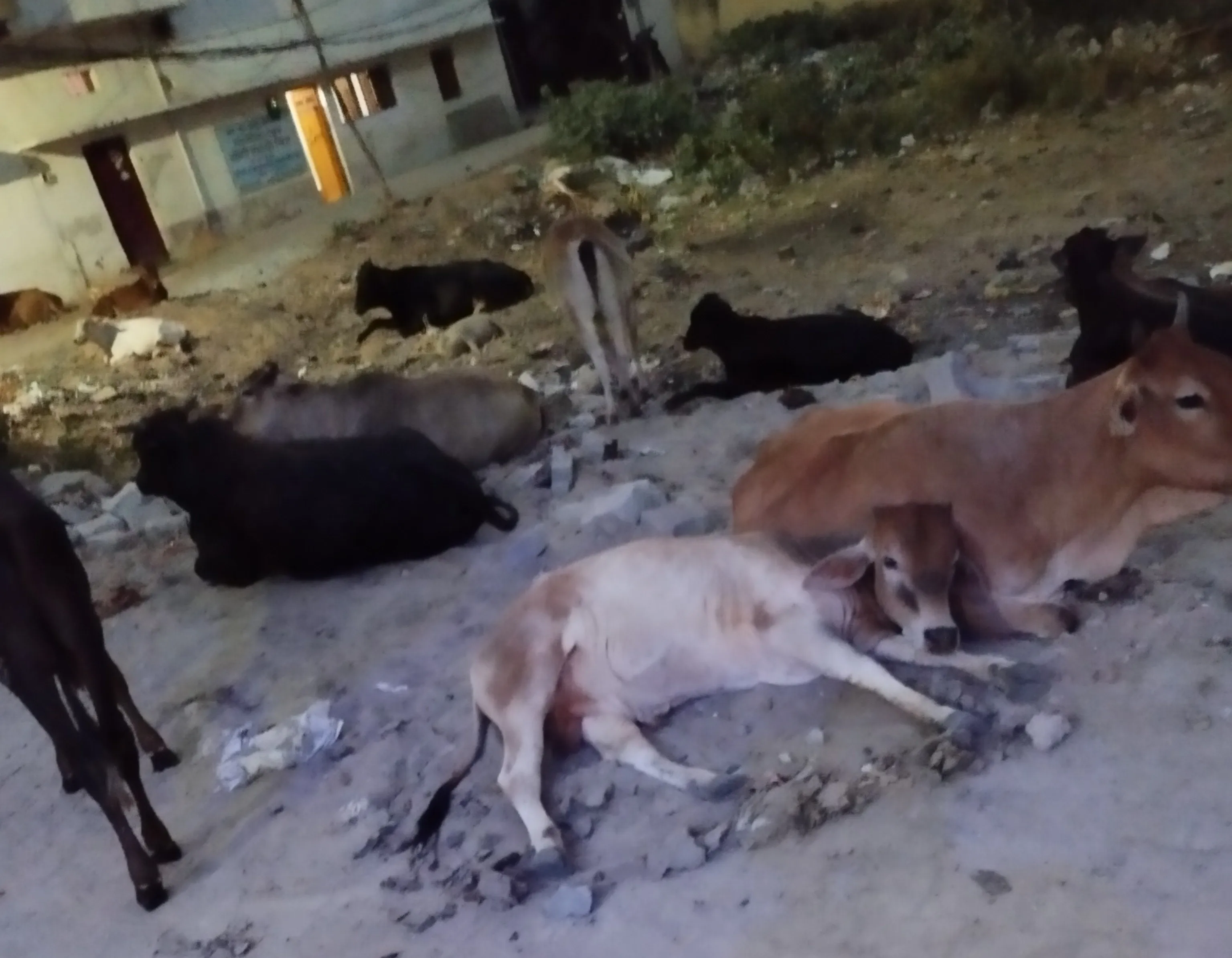 Addressing Stray Animal Concerns in Mirzapur: A Grievance Report